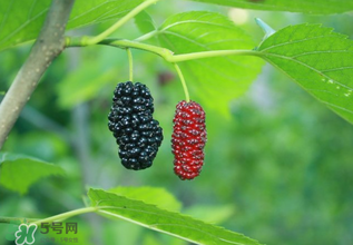 桑葚什么時候結(jié)果？桑葚幾年結(jié)果？