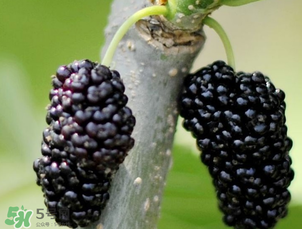 桑葚多少錢(qián)一斤？桑葚多少錢(qián)一斤2017？