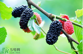 哪些人不能吃桑葚？桑葚什么人不能吃？