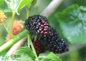 哪些人不能吃桑葚？桑葚什么人不能吃？