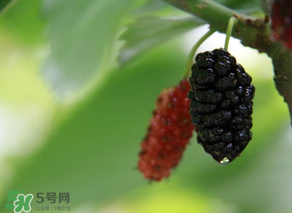 哪些人不能吃桑葚？桑葚什么人不能吃？