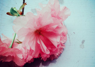 五月份還有櫻花嗎？日本5月份還有櫻花嗎？