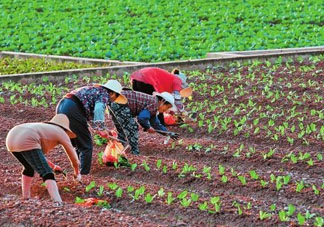 五月份種什么蔬菜？5月份適合種什么蔬菜？