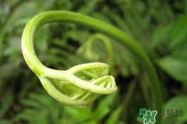 蕨苗能吃嗎？蕨苗可不可以吃？