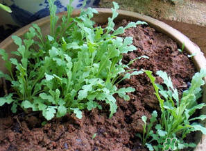 罌粟苗能當菜吃嗎？罌粟苗可以當菜吃嗎？