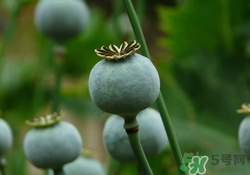 罌粟苗能當菜吃嗎？罌粟苗可以當菜吃嗎？