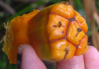 菠蘿哪些人不能吃？菠蘿哪些人不可以吃