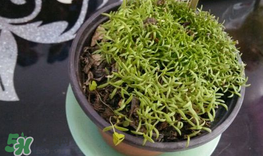 大煙苗能吃嗎？大煙苗能生吃嗎？