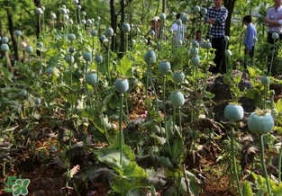 大煙苗能吃嗎？大煙苗能生吃嗎？