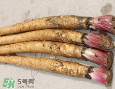 東洋參的營(yíng)養(yǎng)價(jià)值_東洋參的功效與作用及食用方法