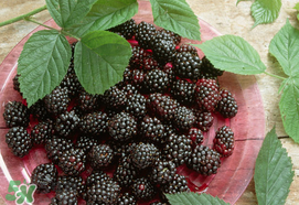 桑葚為什么有酒味？桑葚有酒味可以吃嗎？