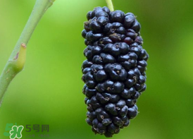 桑葚為什么有酒味？桑葚有酒味可以吃嗎？