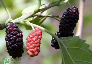 桑葚酸嗎？桑葚為什么酸？