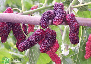 桑葚酸嗎？桑葚為什么酸？