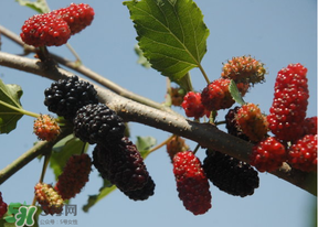 桑葚發(fā)霉了還能吃嗎？桑葚發(fā)霉了還能泡酒嗎？