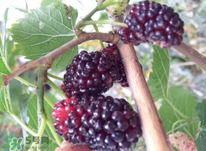 桑葚發(fā)霉了還能吃嗎？桑葚發(fā)霉了還能泡酒嗎？