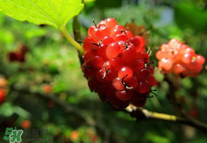 桑葚變紅了可以吃嗎？桑葚發(fā)紅可以吃嗎？