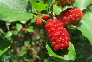 桑葚變紅了可以吃嗎？桑葚發(fā)紅可以吃嗎？