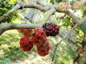 桑葚長(zhǎng)毛了還能吃嗎？桑葚長(zhǎng)白毛還能吃嗎？