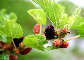 桑葚長(zhǎng)毛了還能吃嗎？桑葚長(zhǎng)白毛還能吃嗎？