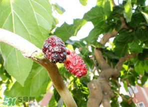 桑葚長(zhǎng)毛了還能吃嗎？桑葚長(zhǎng)白毛還能吃嗎？