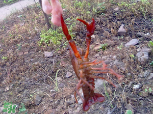 四月份能釣龍蝦嗎？4月份能釣龍蝦嗎？