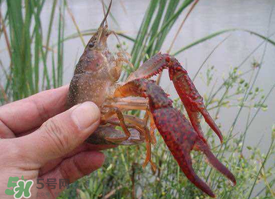 四月份能釣龍蝦嗎？4月份能釣龍蝦嗎？