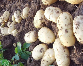 四月份可以種土豆嗎？4月份可以種土豆嗎？