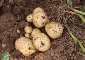 四月份可以種土豆嗎？4月份可以種土豆嗎？