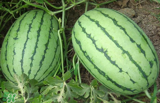 西瓜多少錢一斤？西瓜多少錢一斤2017？