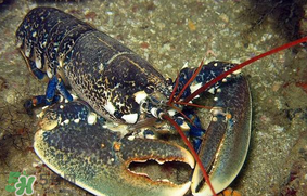 龍蝦多少錢一斤？龍蝦多少錢一斤2017？