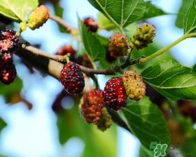 桑葚一天吃多少最好？桑葚一天吃多少合適？