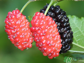 桑葚一天吃多少最好？桑葚一天吃多少合適？