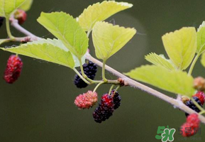 桑葚沒(méi)熟酸怎么辦？桑葚沒(méi)熟可以吃嗎？