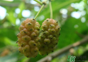桑葚沒(méi)熟酸怎么辦？桑葚沒(méi)熟可以吃嗎？