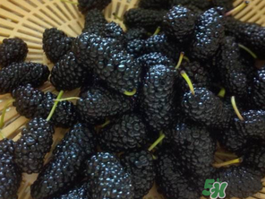 吃桑葚會(huì)拉黑便嗎？吃桑葚大便黑色怎么回事？