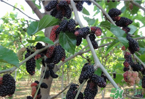 桑葚甜嗎？桑葚為什么不甜？