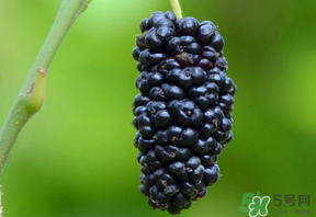 桑葚甜嗎？桑葚為什么不甜？