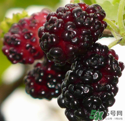 桑葚不甜怎么辦？桑葚不甜怎么變甜？