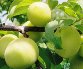 青梅什么時候成熟？青梅幾月份成熟？