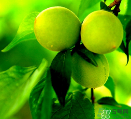 青梅什么時候成熟？青梅幾月份成熟？