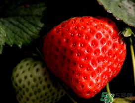 草莓為什么不甜？草莓不甜怎么辦？