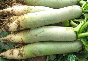 四月份可以種蘿卜嗎？4月份可以種蘿卜嗎？