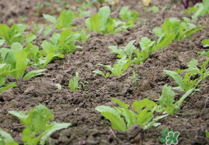 四月份可以種蘿卜嗎？4月份可以種蘿卜嗎？