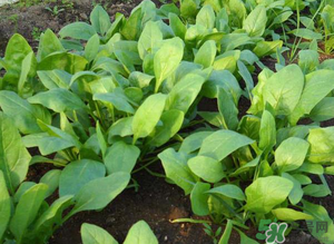 4月份可以種菠菜嗎？菠菜幾月份種？