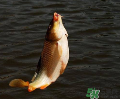 四月份可以釣鯉魚嗎？四月份怎么釣鯉魚？