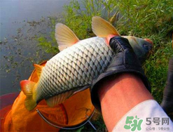 四月份可以釣鯉魚嗎？四月份怎么釣鯉魚？