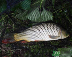 四月份可以釣鯉魚嗎？四月份怎么釣鯉魚？