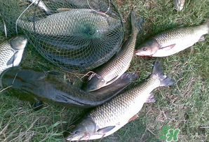 四月份能釣魚嗎？四月份釣什么魚？