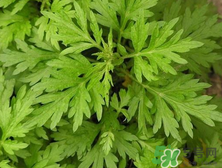 孕婦濕疹能用艾草洗嗎？孕婦濕疹能用艾葉嗎？